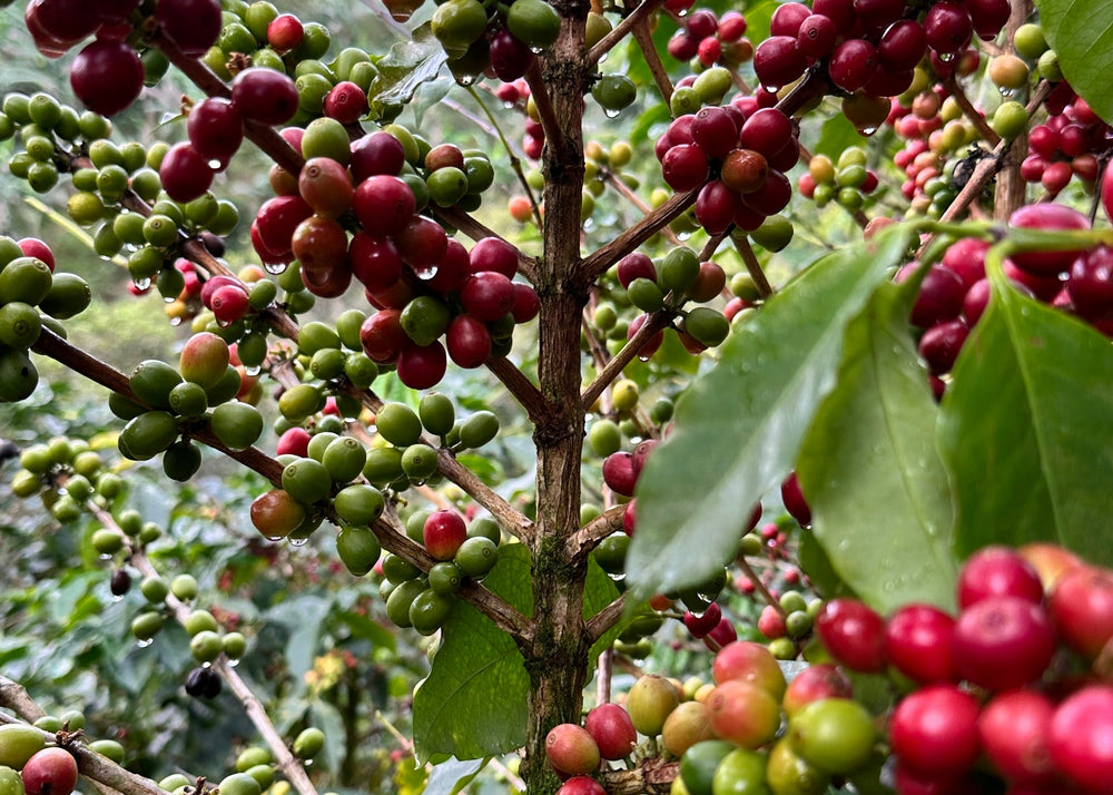 single origin coffee from around the world. Oak roasted coffee Cornwall UK