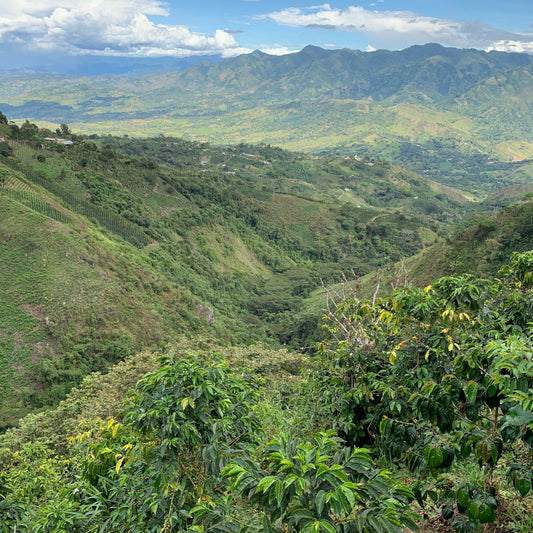 view of colombian coffee growing region
