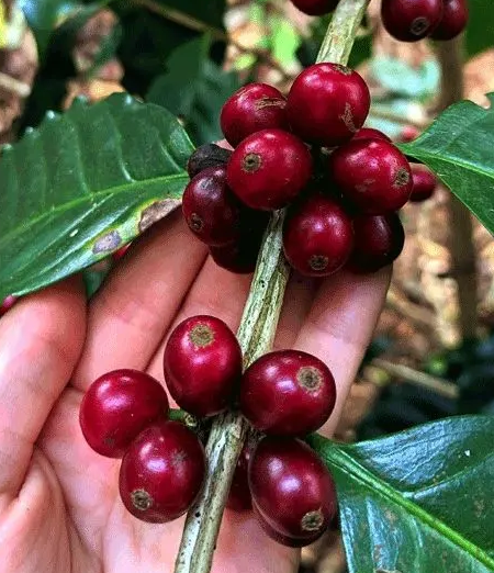  This Colombian coffee blend exhibits brightness, structure, and lively fruit notes that lift the cup beautifully